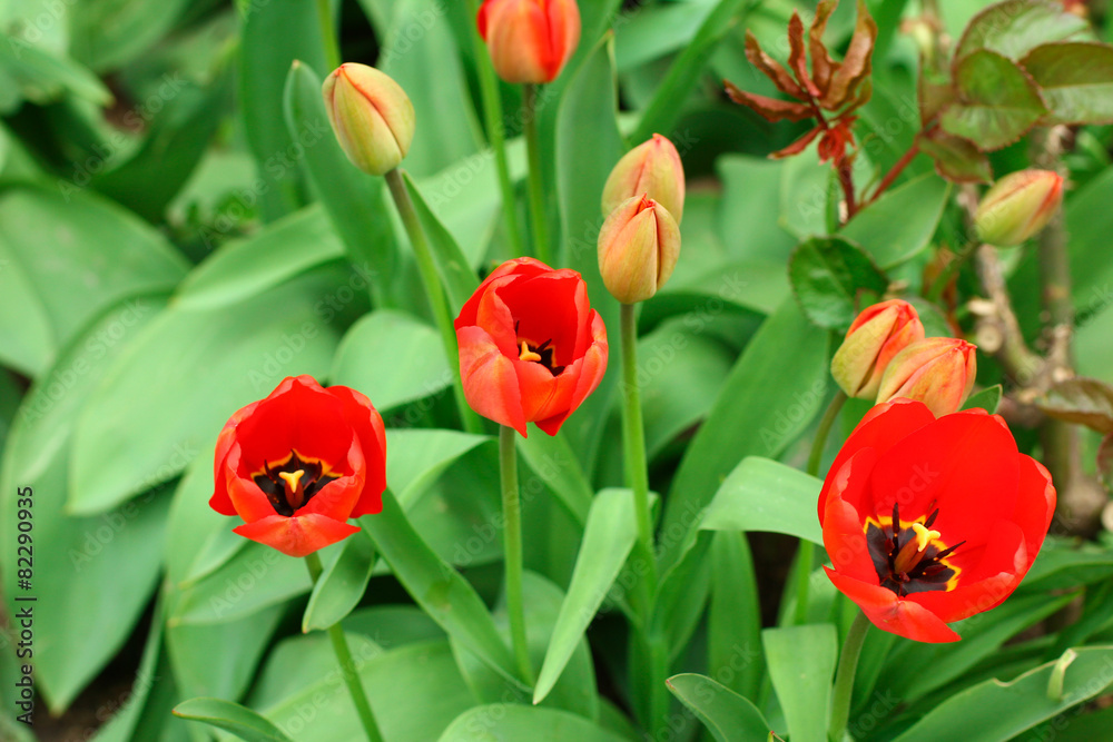 red tulips red tulips