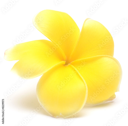 frangipani