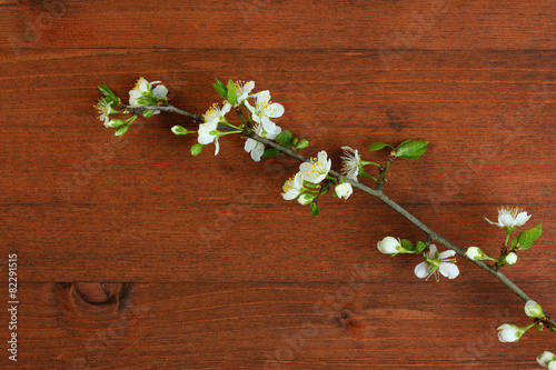 Spring Blossom cherry over wood background.