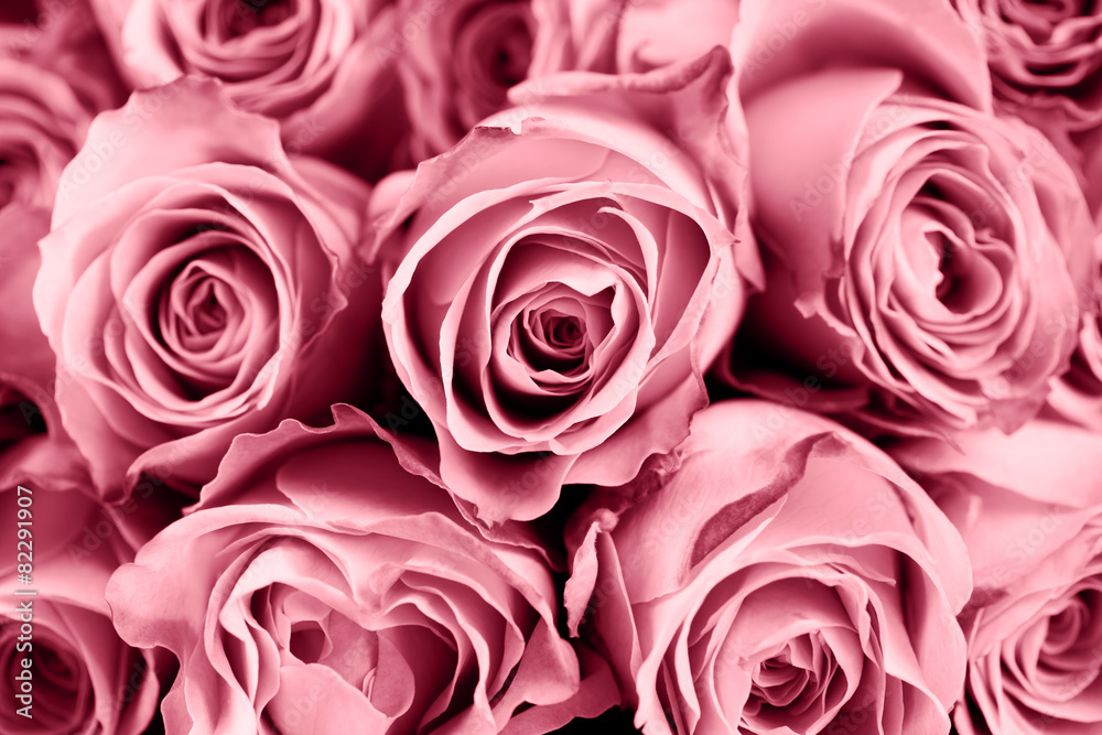 Close up of toned pink roses, background