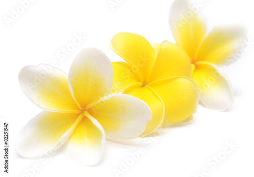 frangipani