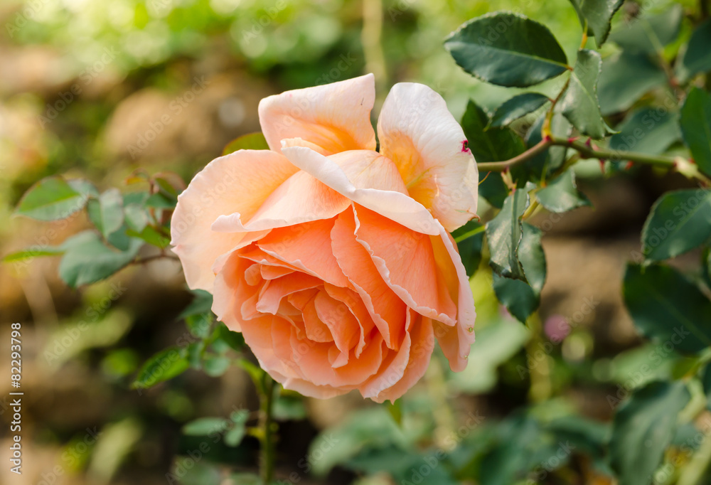 beautiful orange rose in a garden beautiful orange rose in a garden