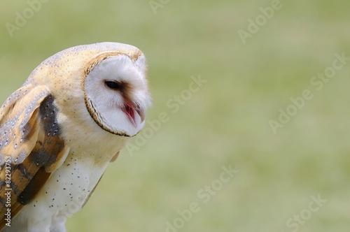 Barn owl.