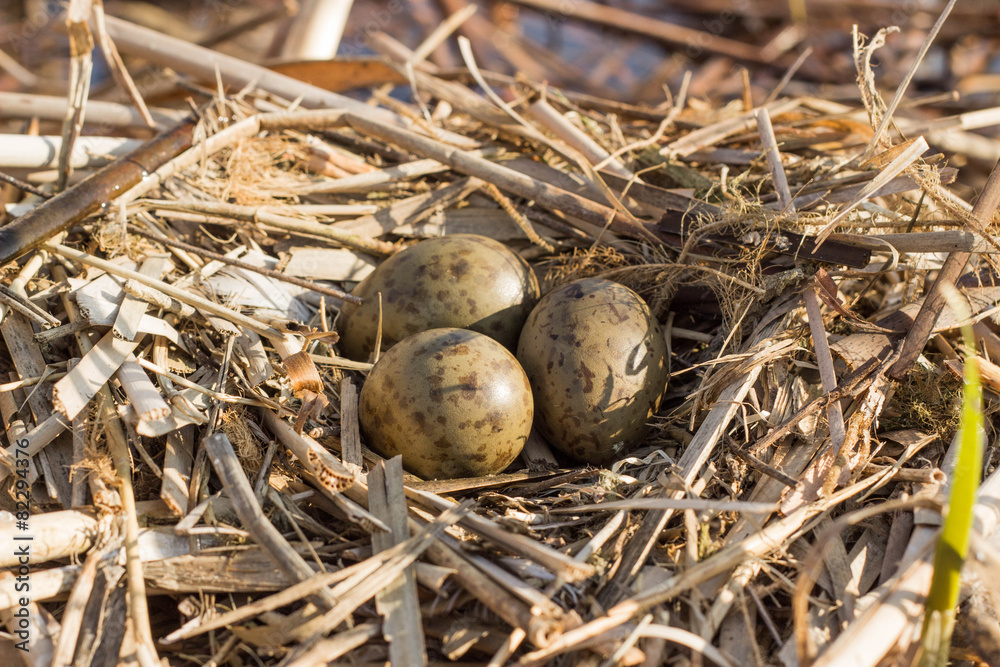 Bird's nest in natural habitat. Bird's nest in natural habitat.