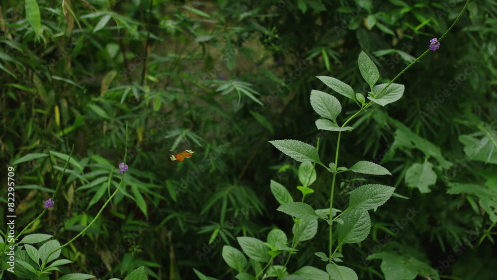 Wide slow motion shot of butterfly landing on plants / Quepos, Puntarenas, Costa Rica Wide slow motion shot of butterfly landing on plants / Quepos, Puntarenas, Costa Rica