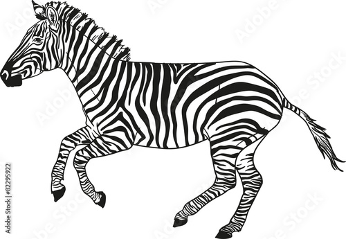 Fototapeta Naklejka Na Ścianę i Meble -  galloping zebra