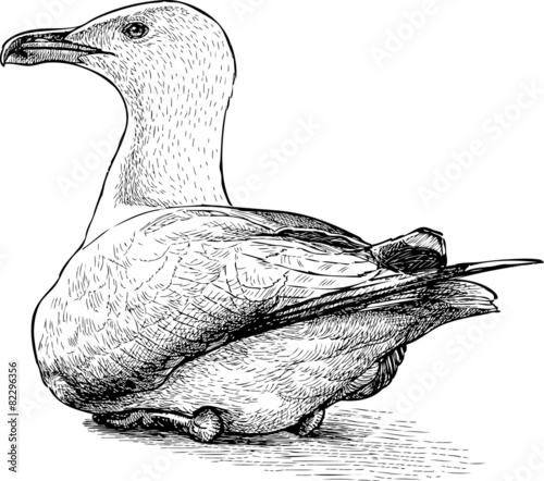 gull on the shore