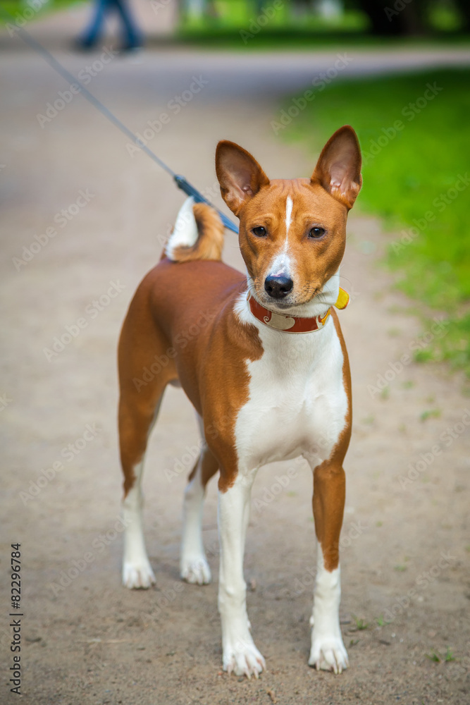basenji dog walking outside basenji dog walking outside