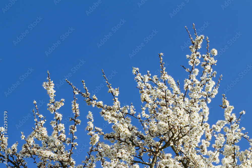 Blackthorn Blossom on blue sky. Branch with white flowers. Blackthorn Blossom on blue sky. Branch with white flowers.
