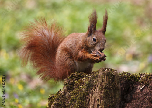 squirrel eating walnut on tree stump