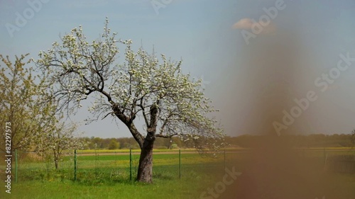 Wallpaper Mural Orchard in the village Torontodigital.ca