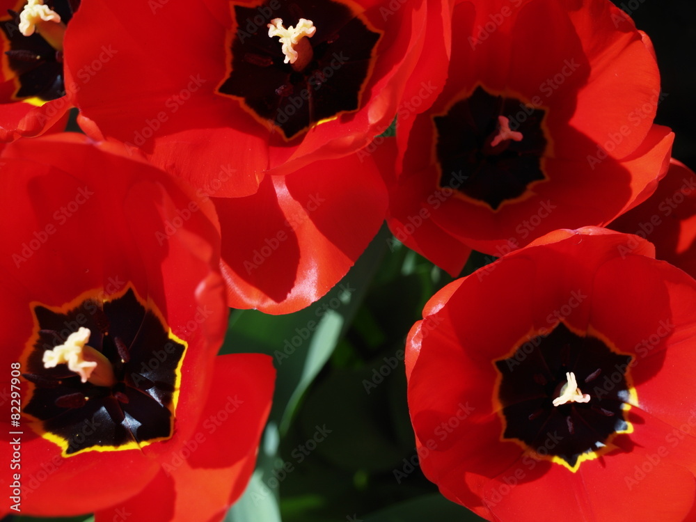 Naklejka premium Tulipany