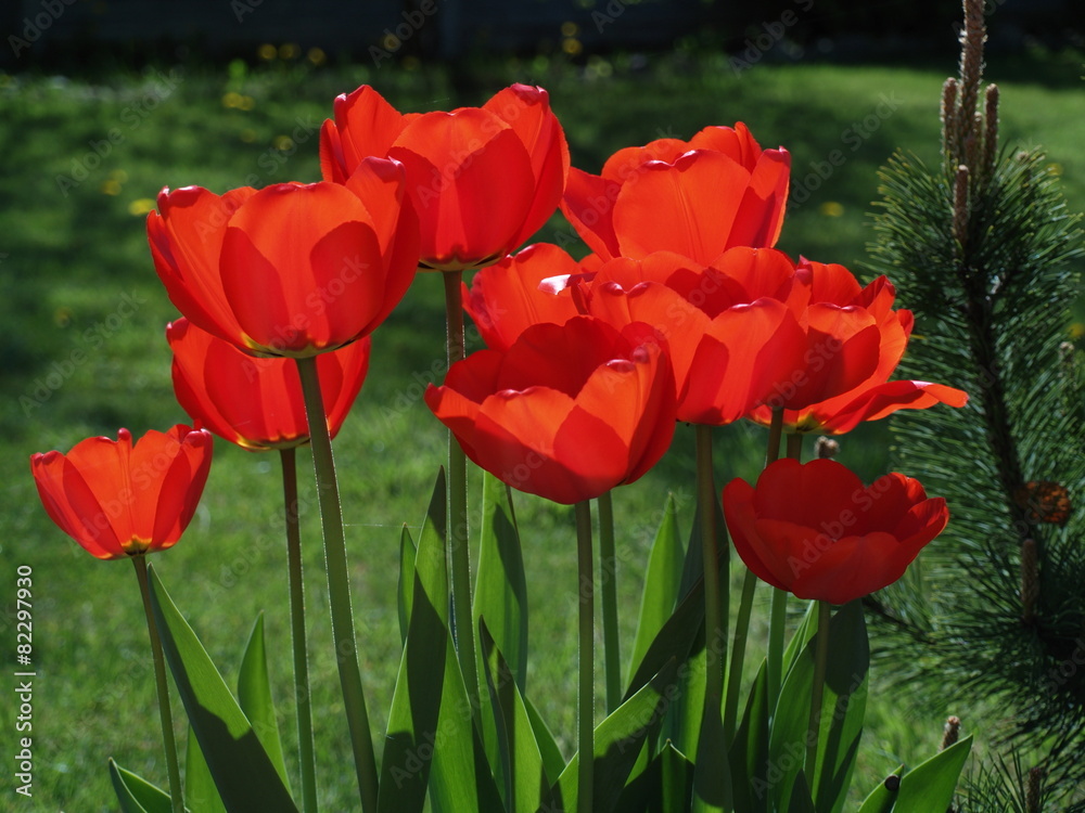 Fototapeta premium Tulipany