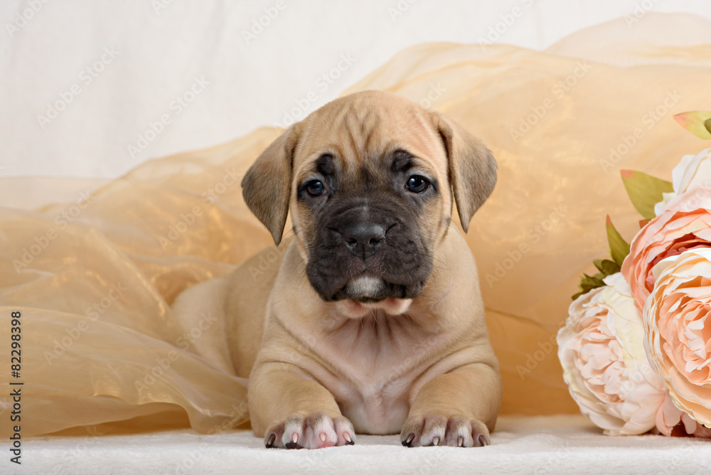 Cane Corso puppy with a bouquet of flowers peonies