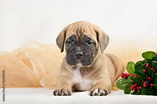 Cane Corso puppy with a bouquet of flowers peonies