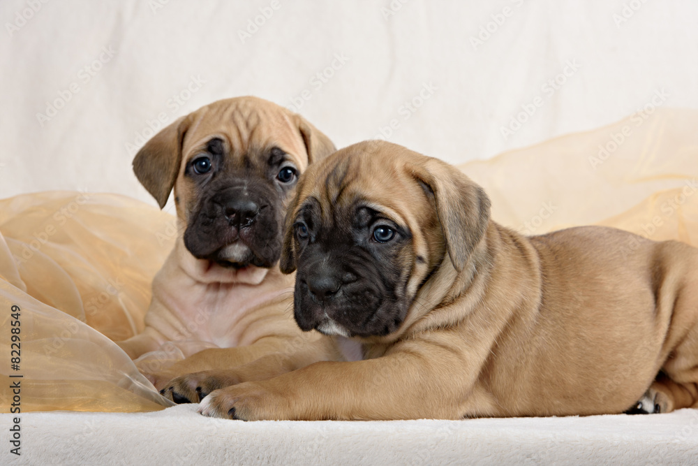 Two of the breed cane Corso puppy