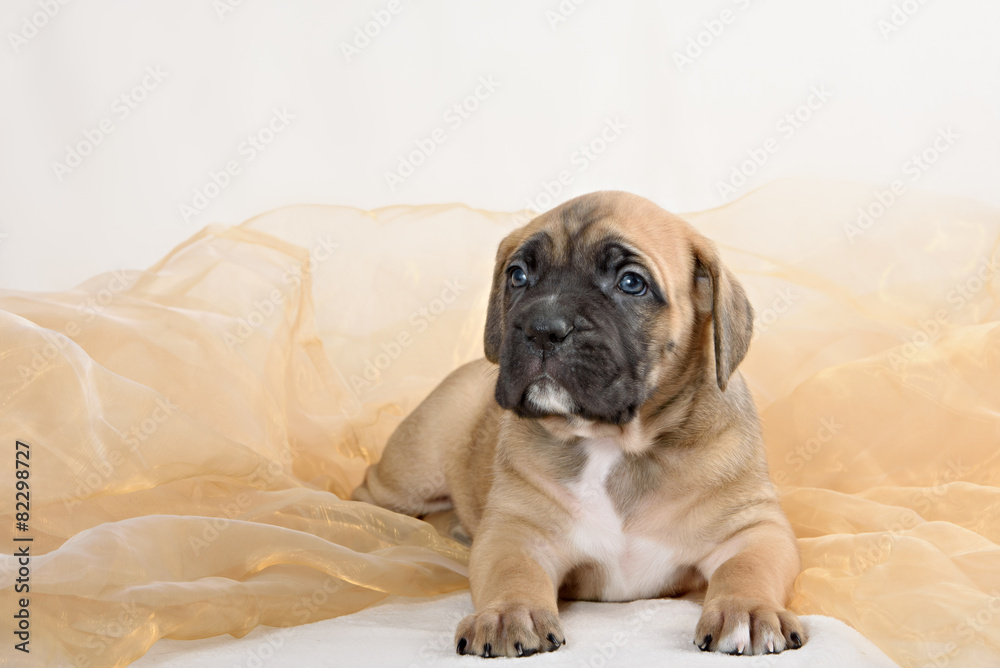 Puppy cane Corso fawn color on a light background