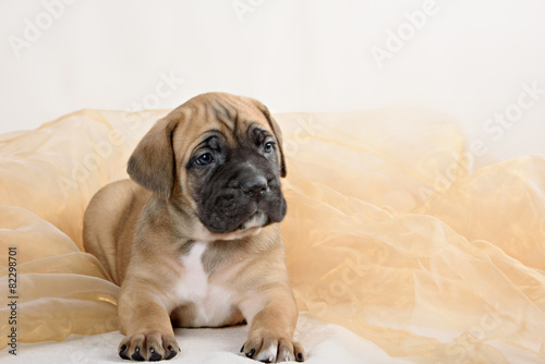 Puppy cane Corso fawn color on a light background