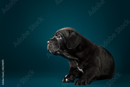 Black puppy of breed the cane Corso Italiano
