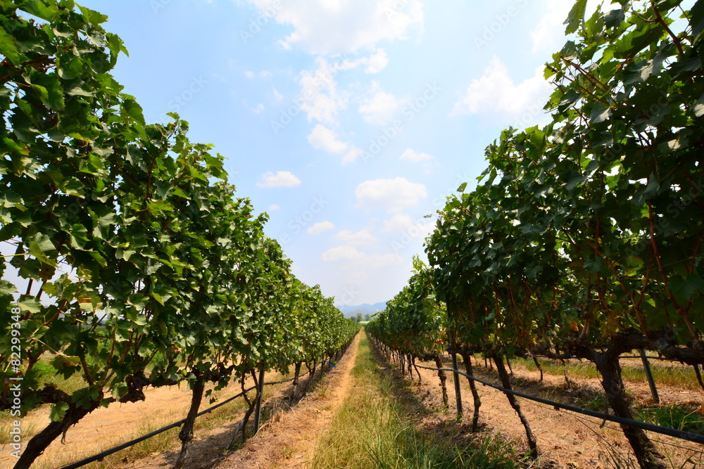 Obraz premium タイ フアヒン ワイナリー