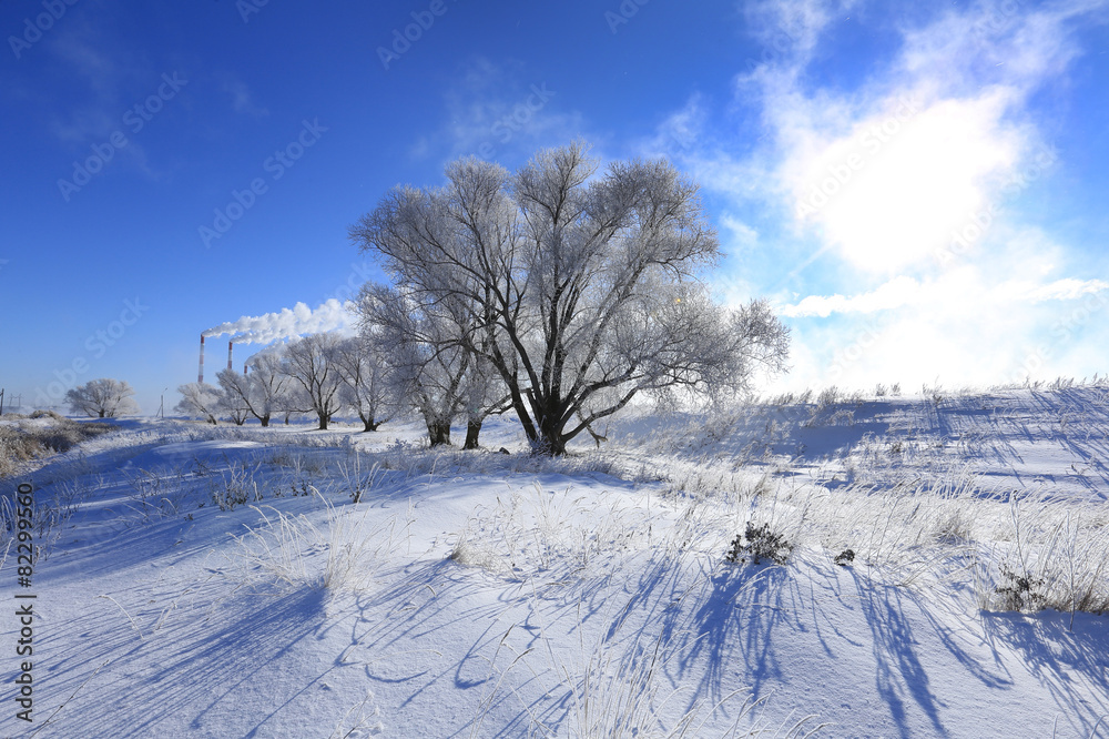 trees in hoarfrost trees in hoarfrost