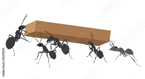 Working ants