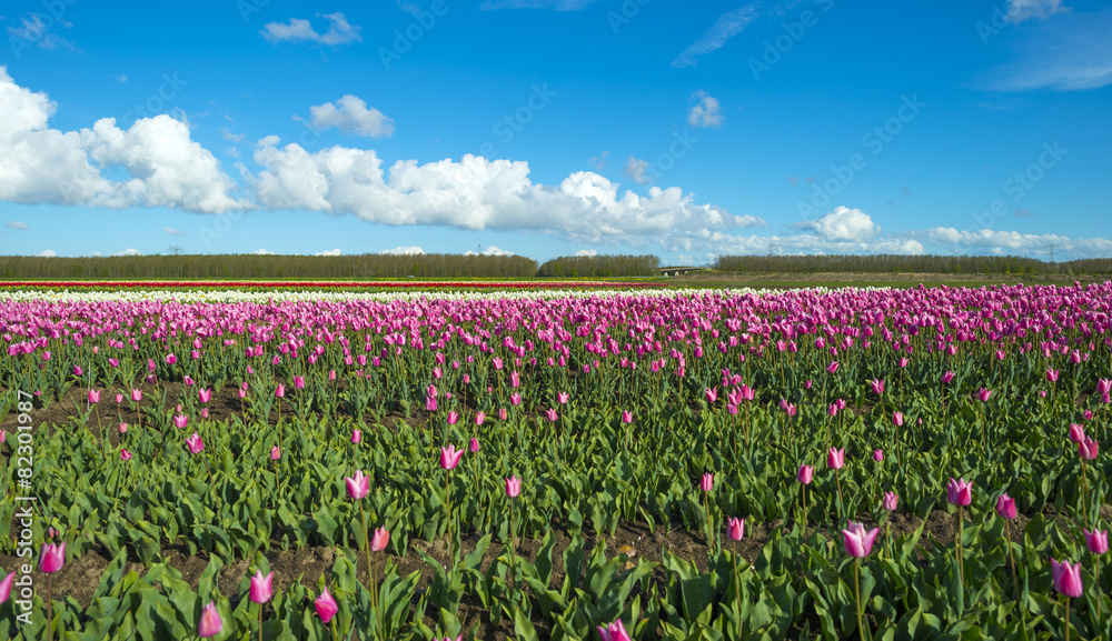 Tulips on a field in spring under a blue cloudy sky
