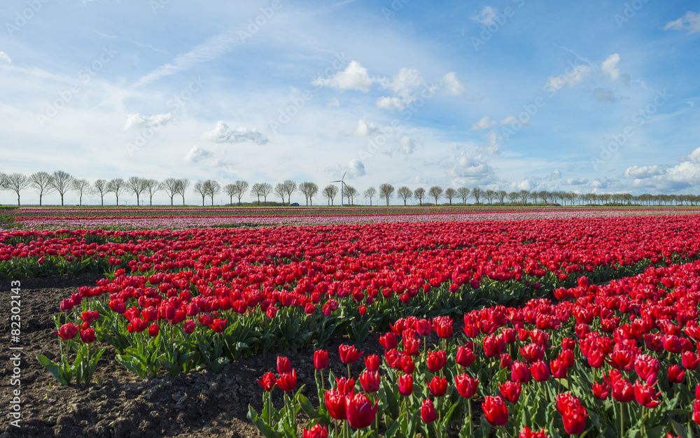 Tulips on a field in spring under a blue cloudy sky