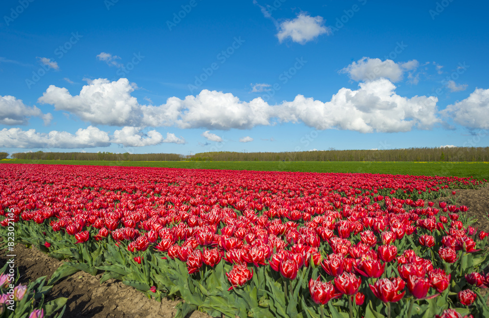 Tulips on a field in spring under a blue cloudy sky