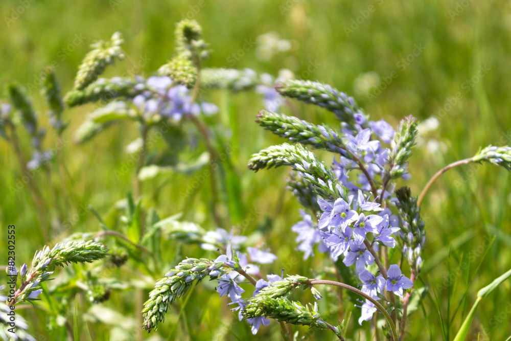 summer flowers in the field summer flowers in the field