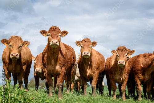 Fotografia Brązowe krowy