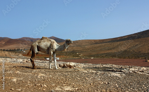 Fuerteventura Spanien Surfen Beach Strand