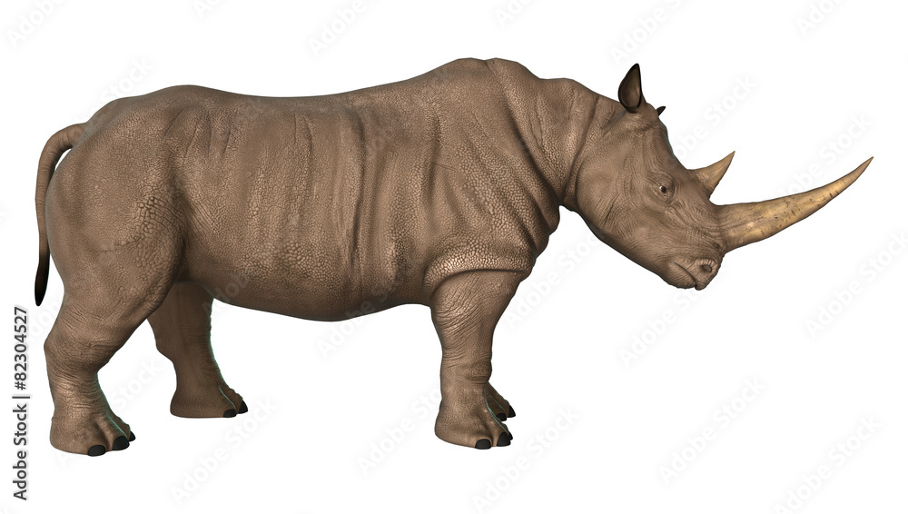 Fototapeta premium Rhinoceros
