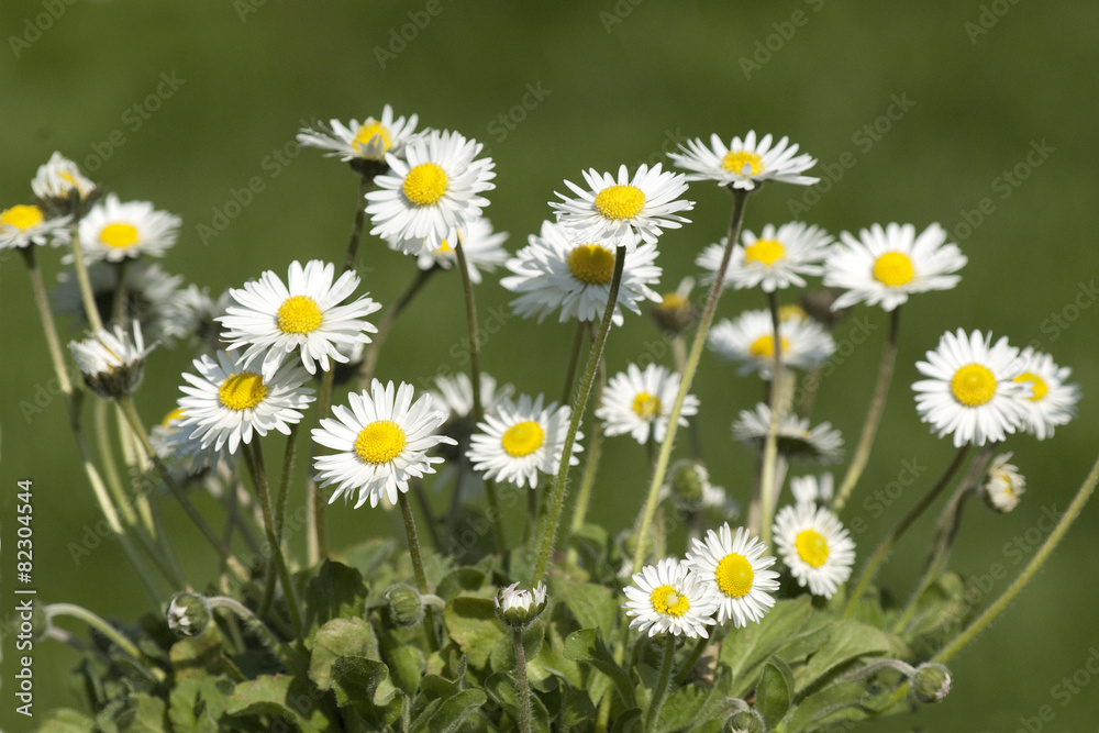 Fototapeta premium Gaensebluemchen; Bellis; Perennis;