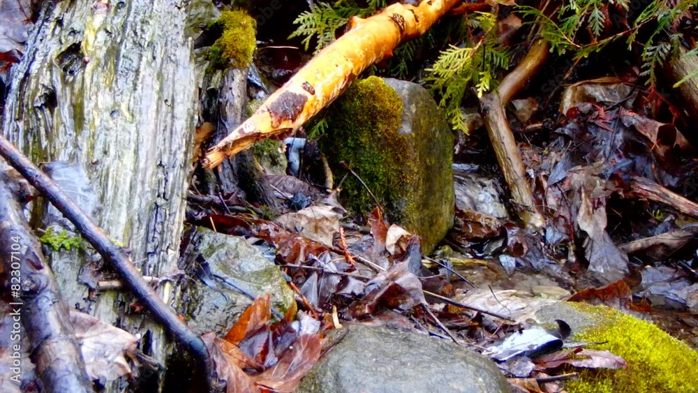 nature