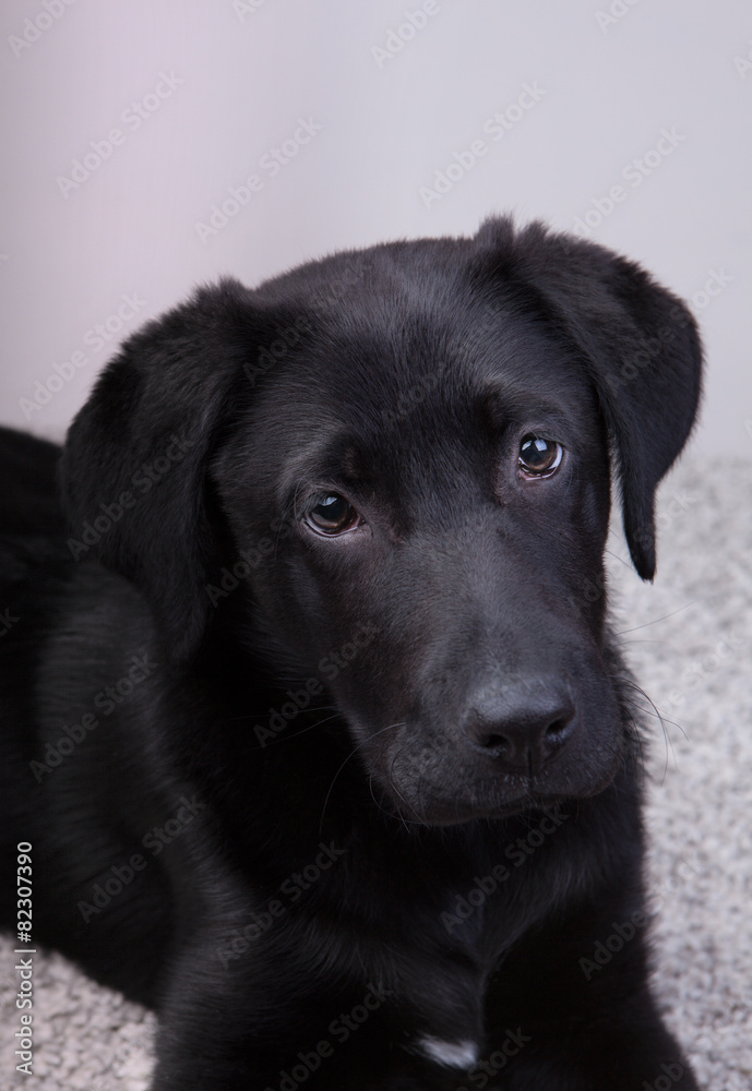 A cute black labrador retriever looking at you A cute black labrador retriever looking at you