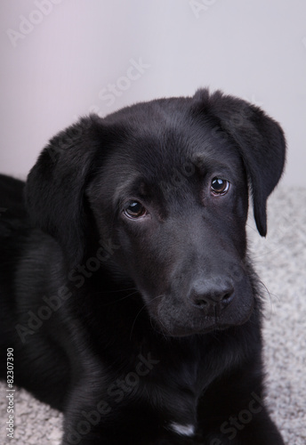 A cute black labrador retriever looking at you