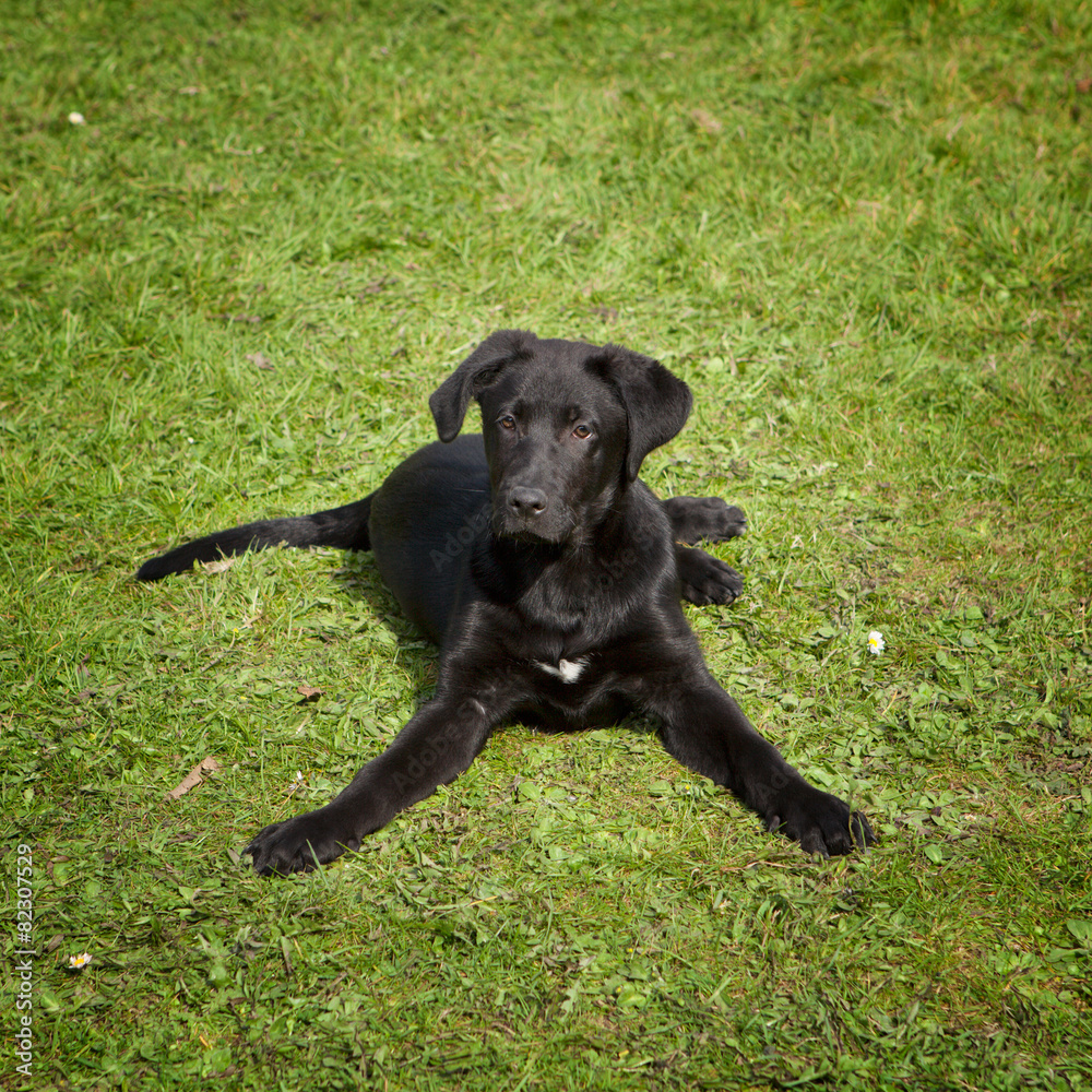 A young black labrador retriever in the green grass outdoors