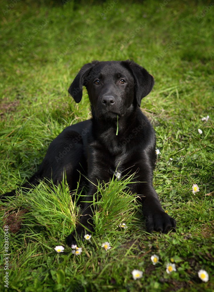 A youngl black labrador retriever eating  the green grass outdoo
