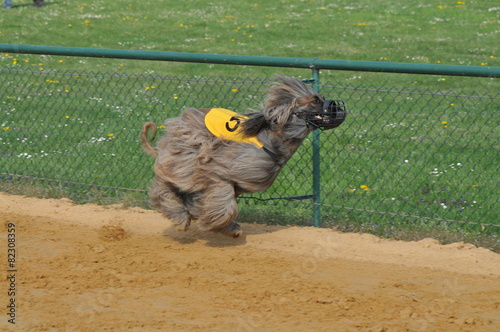Greyhounds