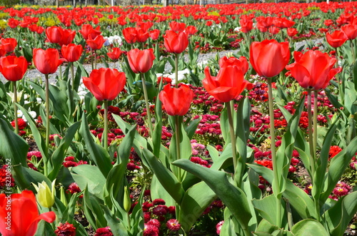 Rote Tulpen in Fr  hlingsbeet