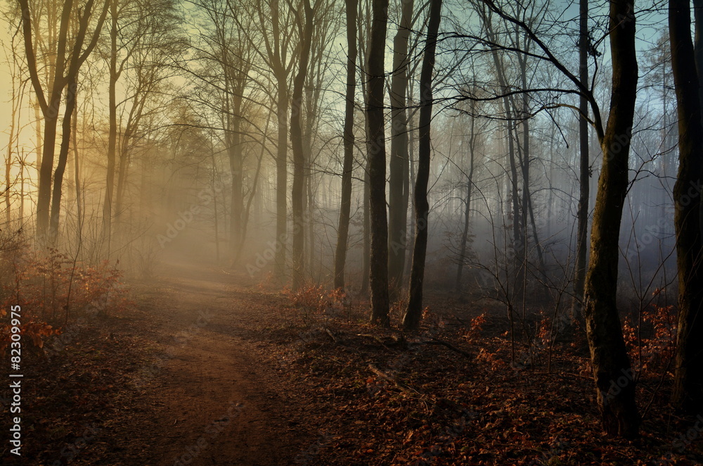 Fototapeta premium Autumn colorful forest