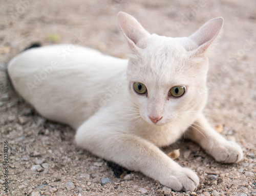 Gato blanco photo