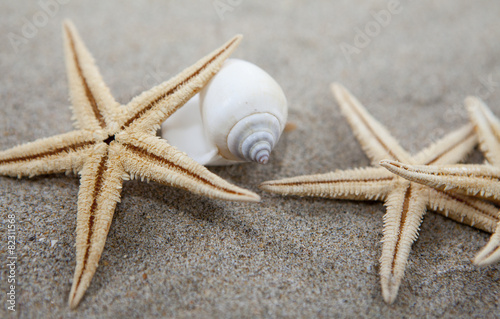 coquillages et étoiles de mer sur le sable