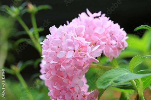 Hydrangeas flowers