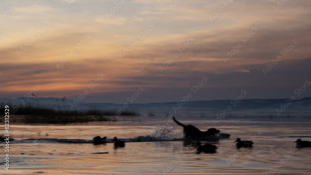 Labrador retriever fetches a dead duck from a pond Labrador retriever fetches a dead duck from a pond