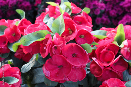 crown of thorns flowers