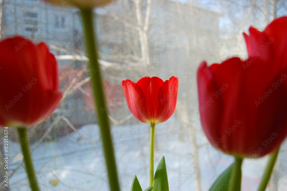 red tulip red tulip
