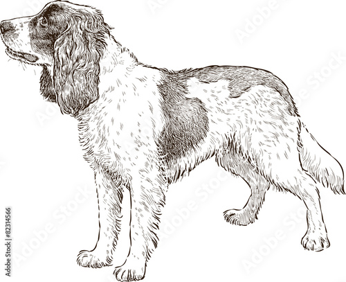 Spaniel