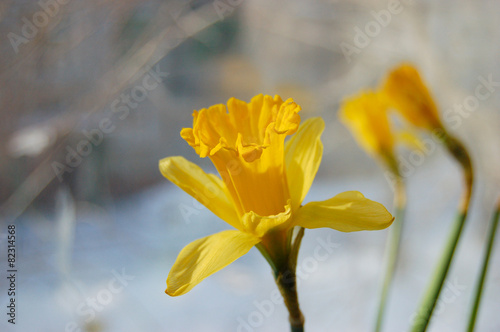 daffodil